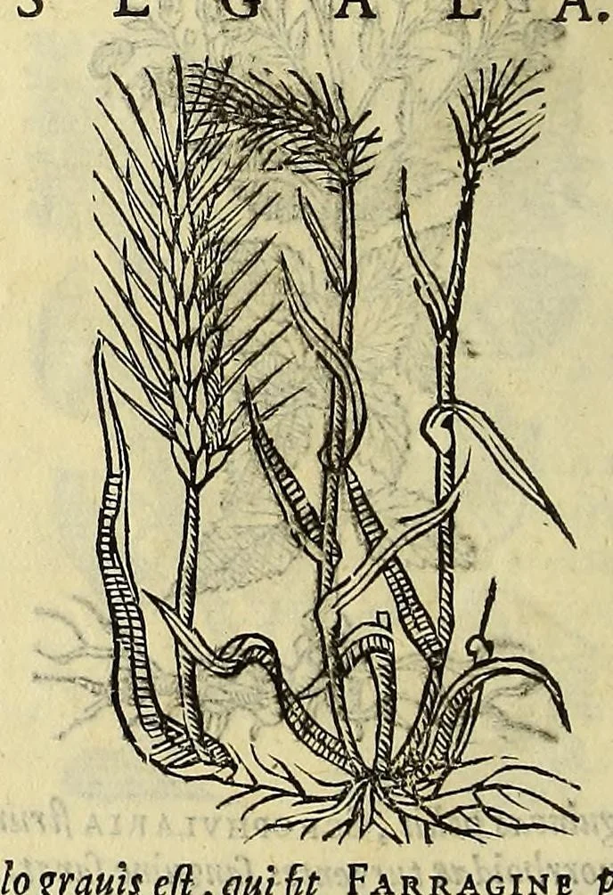An illustration from Herbario nuouo, 1585, leaf 440