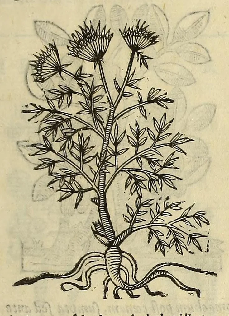 An illustration from Herbario nuouo, 1585, leaf 447