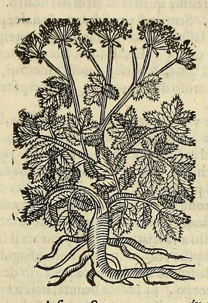 An illustration from Herbario nuouo, 1585, leaf 453