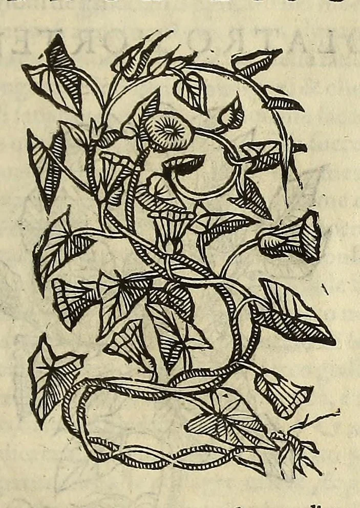 An illustration from Herbario nuouo, 1585, leaf 453