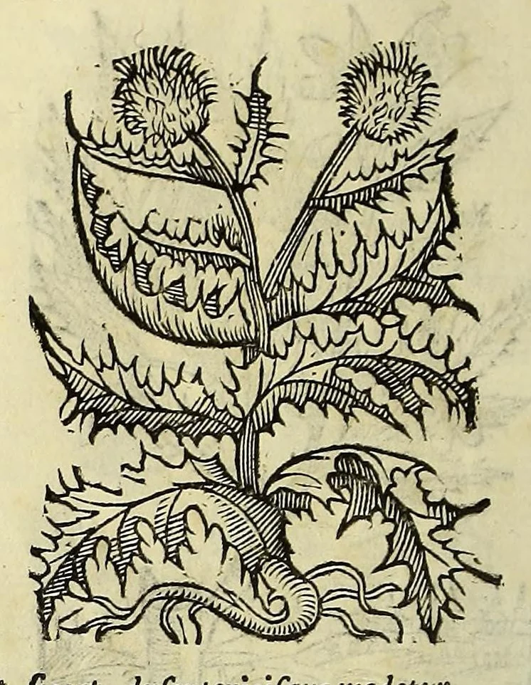 An illustration from Herbario nuouo, 1585, leaf 460