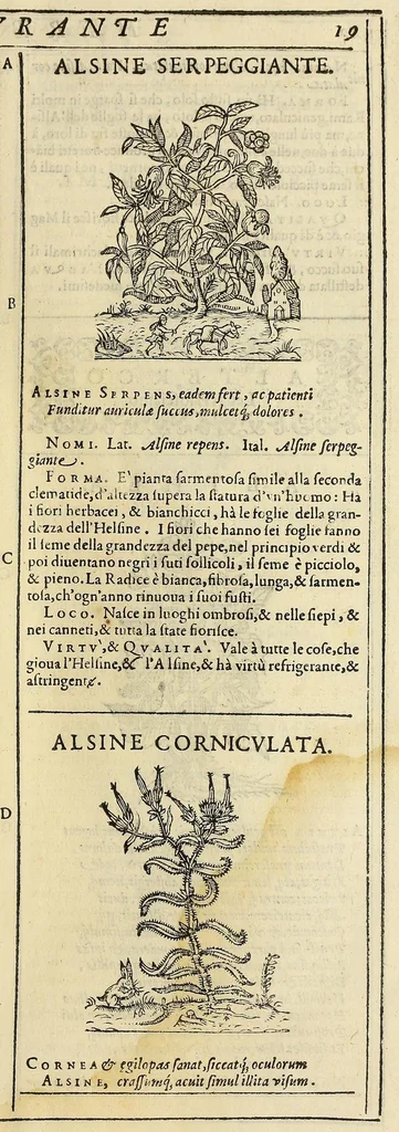 An illustration from Herbario nuouo, 1585, leaf 47