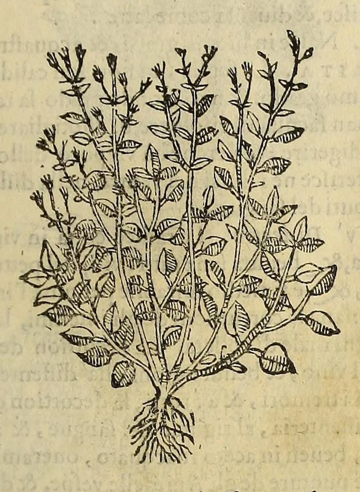 An illustration from Herbario nuouo, 1585, leaf 47