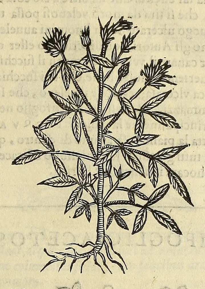 An illustration from Herbario nuouo, 1585, leaf 479