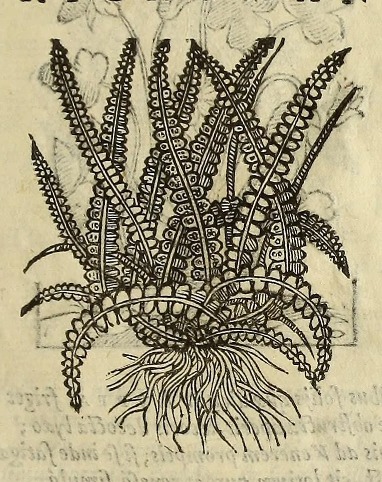 An illustration from Herbario nuouo, 1585, leaf 479
