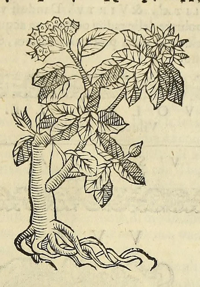 An illustration from Herbario nuouo, 1585, leaf 497
