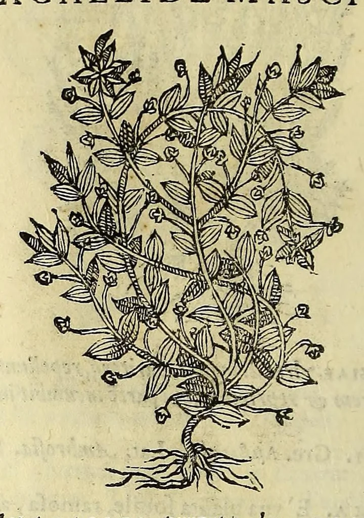 An illustration from Herbario nuouo, 1585, leaf 52