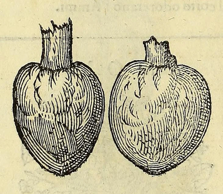An illustration from Herbario nuouo, 1585, leaf 52