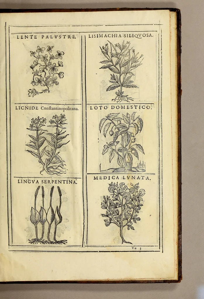 An illustration from Herbario nuouo, 1585, leaf 545