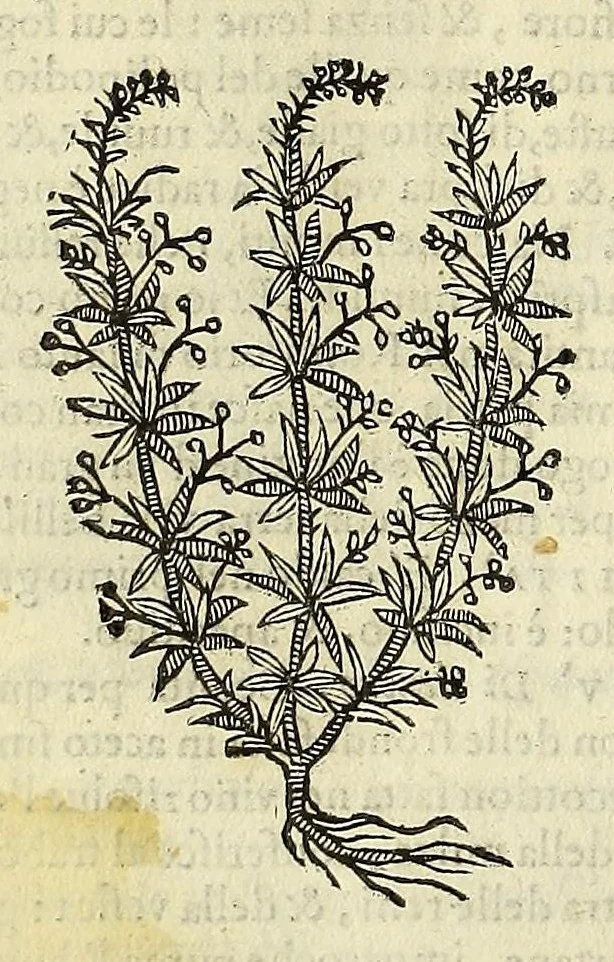 An illustration from Herbario nuouo, 1585, leaf 80