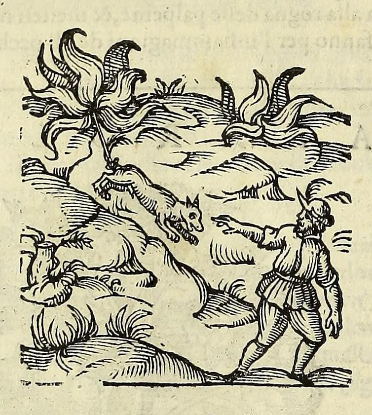 An illustration from Herbario nuouo, 1585, leaf 86