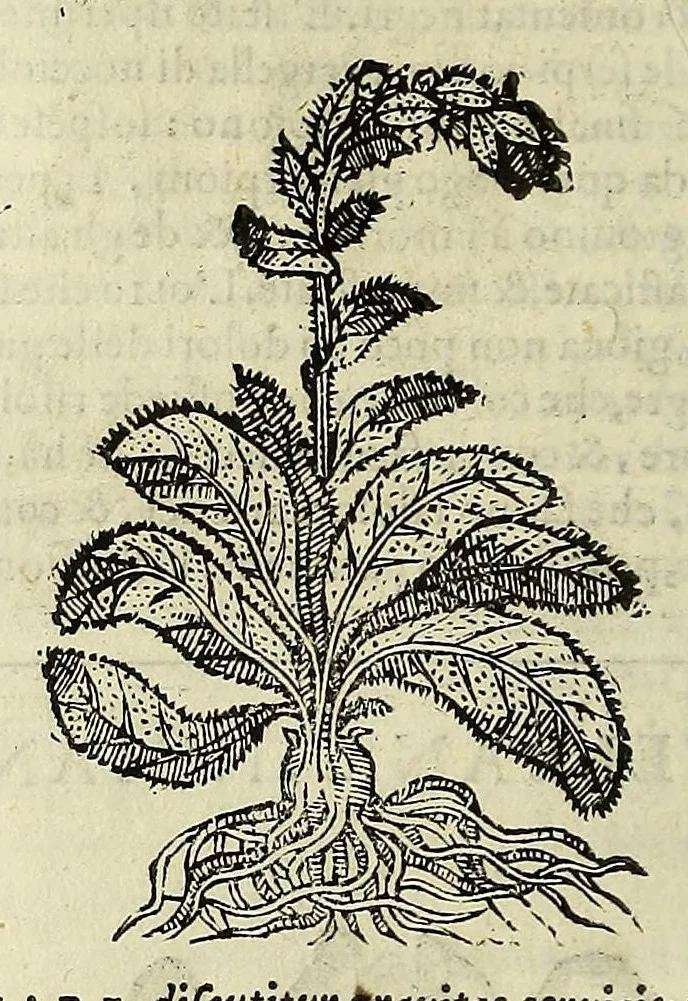 An illustration from Herbario nuouo, 1585, leaf 86