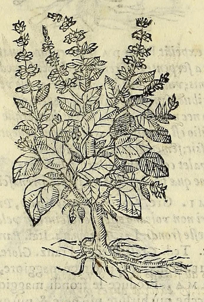 An illustration from Herbario nuouo, 1585, leaf 92
