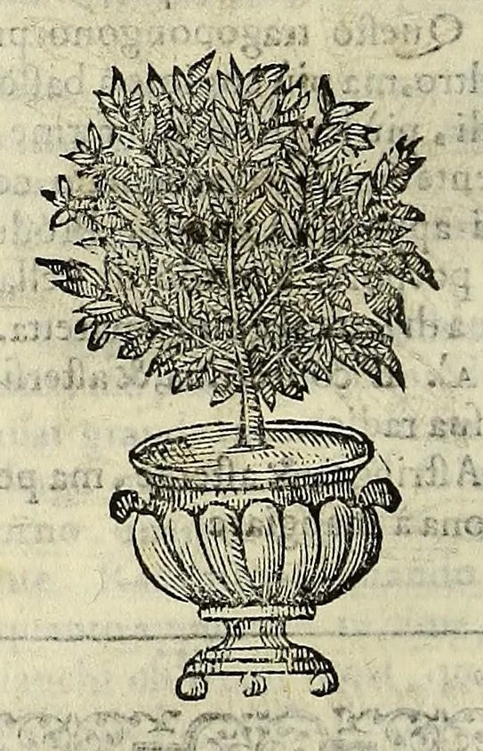 An illustration from Herbario nuouo, 1585, leaf 92