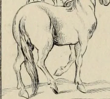 An illustration from Herculanum et Pompéi, recueil général des peintures, bronzes, mosaïques, etc., découverts jusqu'à ce jour, et reproduits d'apreès Le antichita di Ercolano, Il Museo borbonico, et tous les ouvrages analogues, 1870, leaf 227