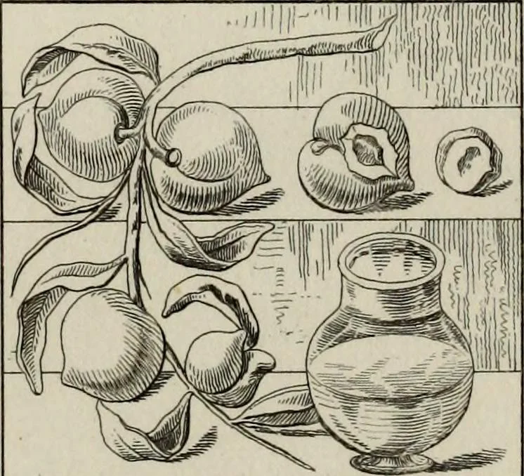 An illustration from Herculanum et Pompéi, recueil général des peintures, bronzes, mosaïques, etc., découverts jusqu'à ce jour, et reproduits d'apreès Le antichita di Ercolano, Il Museo borbonico, et tous les ouvrages analogues, 1870, leaf 193