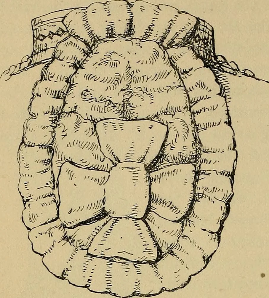An illustration from The heritage of dress; being notes on the history and evolution of clothes, 1912, leaf 146
