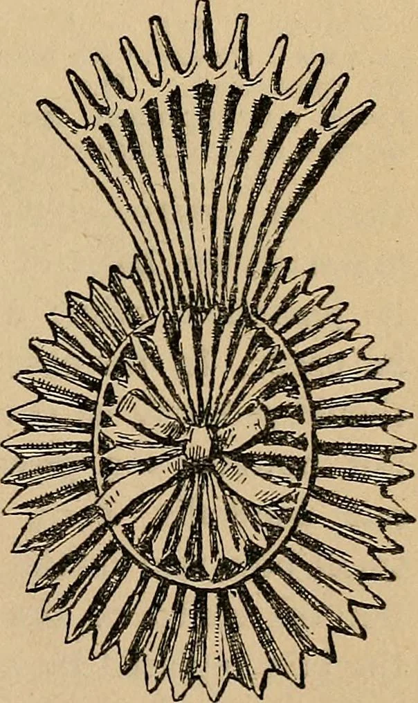 An illustration from The heritage of dress; being notes on the history and evolution of clothes, 1912, leaf 153
