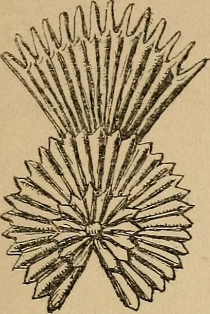 An illustration from The heritage of dress; being notes on the history and evolution of clothes, 1912, leaf 155