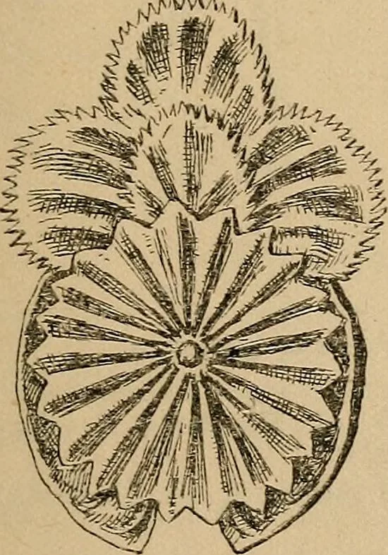 An illustration from The heritage of dress; being notes on the history and evolution of clothes, 1912, leaf 155