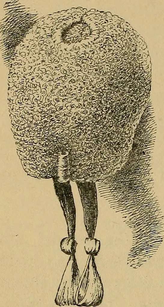 An illustration from The heritage of dress; being notes on the history and evolution of clothes, 1912, leaf 206