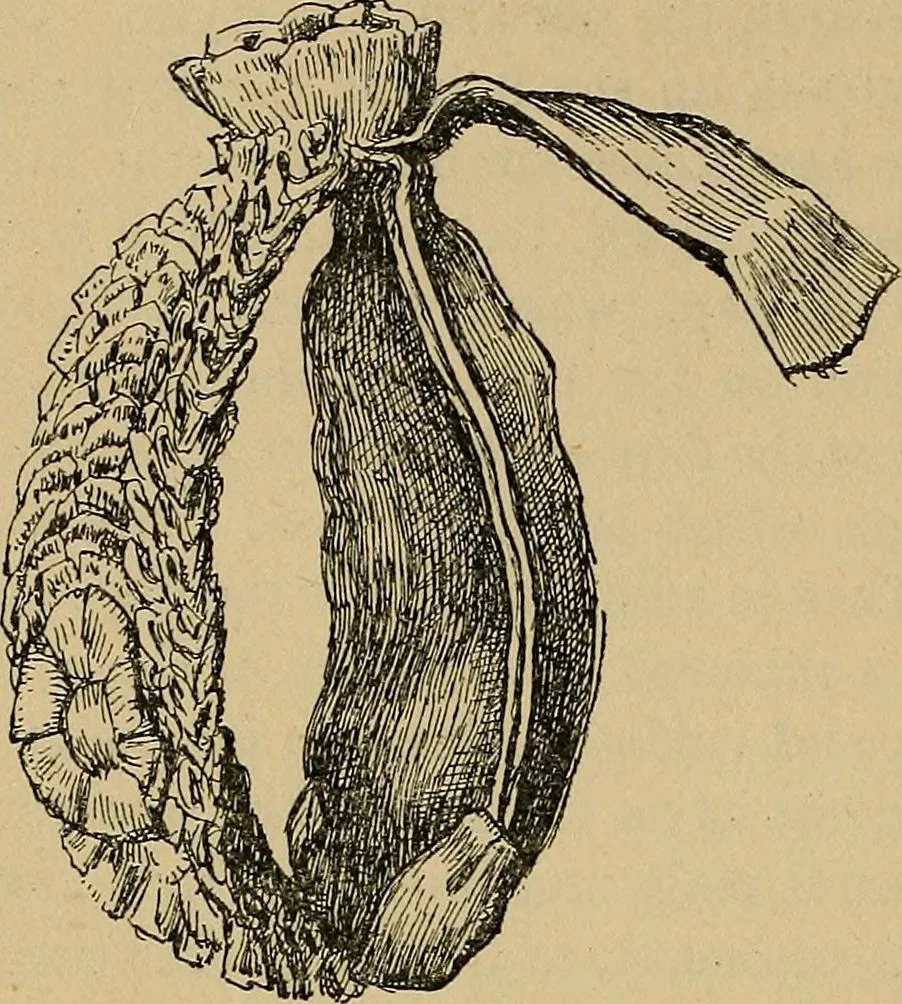 An illustration from The heritage of dress; being notes on the history and evolution of clothes, 1912, leaf 214