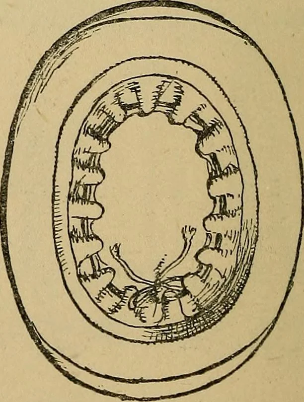 An illustration from The heritage of dress; being notes on the history and evolution of clothes, 1912, leaf 76