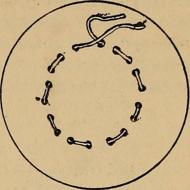 An illustration from The heritage of dress; being notes on the history and evolution of clothes, 1912, leaf 77