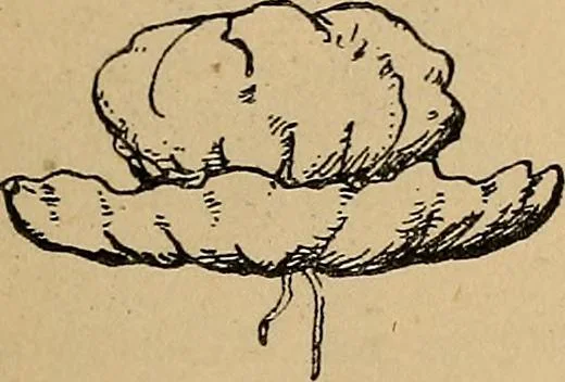 An illustration from The heritage of dress; being notes on the history and evolution of clothes, 1912, leaf 77
