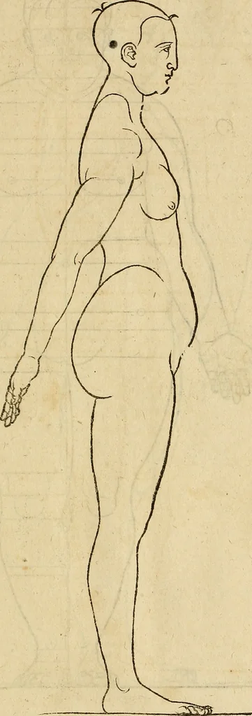 An illustration from Hierinn sind begriffen vier Bucher von menschlicher Proportion durch Albrechten Durer von Nurerberg [sic.] erfunden und beschuben zu nutz allen denen so zu diser kunst lieb tragen, 1528, leaf 176