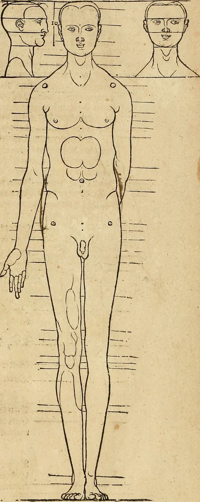 An illustration from Hierinn sind begriffen vier Bucher von menschlicher Proportion durch Albrechten Durer von Nurerberg [sic.] erfunden und beschuben zu nutz allen denen so zu diser kunst lieb tragen, 1528, leaf 180