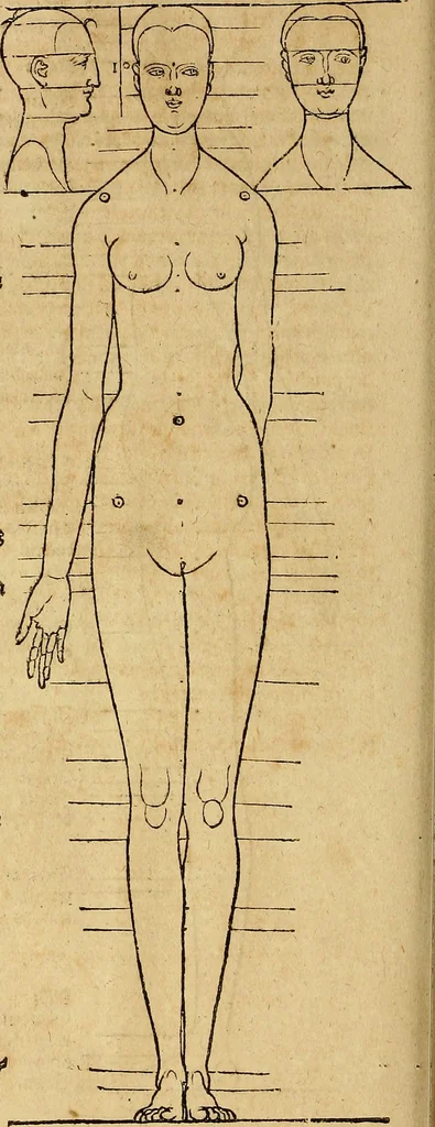 An illustration from Hierinn sind begriffen vier Bucher von menschlicher Proportion durch Albrechten Durer von Nurerberg [sic.] erfunden und beschuben zu nutz allen denen so zu diser kunst lieb tragen, 1528, leaf 181