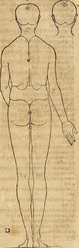 An illustration from Hierinn sind begriffen vier Bucher von menschlicher Proportion durch Albrechten Durer von Nurerberg [sic.] erfunden und beschuben zu nutz allen denen so zu diser kunst lieb tragen, 1528, leaf 34