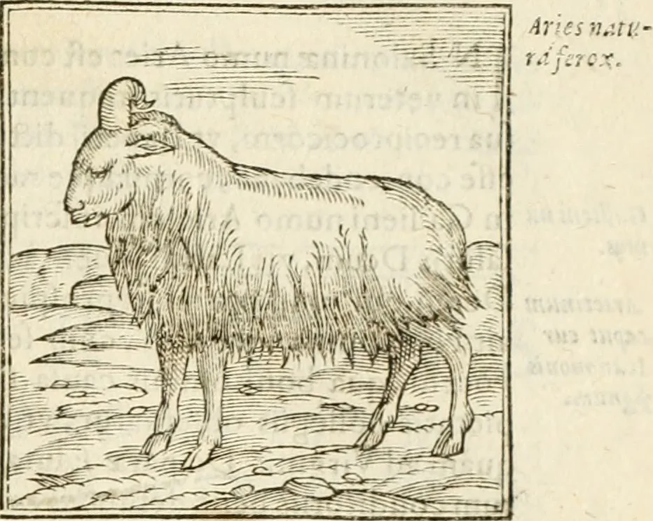 An illustration from Hieroglyphica, seu De sacris Aegyptiorum aliarumque gentium literis commentarii, 1594, leaf 114