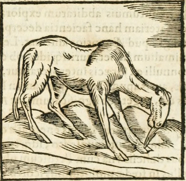An illustration from Hieroglyphica, seu De sacris Aegyptiorum aliarumque gentium literis commentarii, 1594, leaf 136