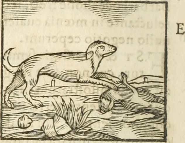 An illustration from Hieroglyphica, seu De sacris Aegyptiorum aliarumque gentium literis commentarii, 1594, leaf 139