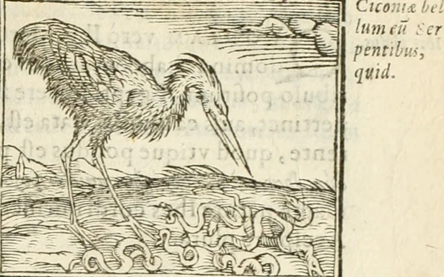An illustration from Hieroglyphica, seu De sacris Aegyptiorum aliarumque gentium literis commentarii, 1594, leaf 180
