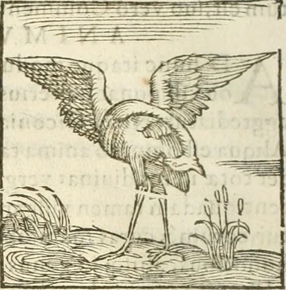 An illustration from Hieroglyphica, seu De sacris Aegyptiorum aliarumque gentium literis commentarii, 1594, leaf 181