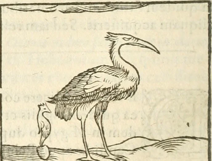An illustration from Hieroglyphica, seu De sacris Aegyptiorum aliarumque gentium literis commentarii, 1594, leaf 181