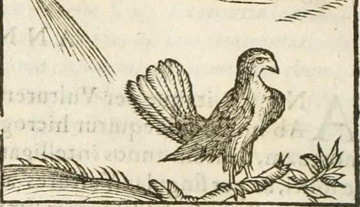 An illustration from Hieroglyphica, seu De sacris Aegyptiorum aliarumque gentium literis commentarii, 1594, leaf 187