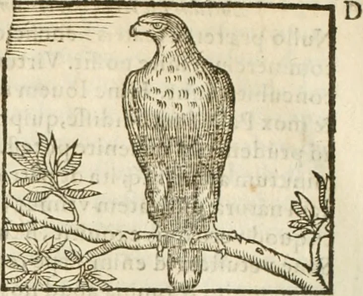An illustration from Hieroglyphica, seu De sacris Aegyptiorum aliarumque gentium literis commentarii, 1594, leaf 193