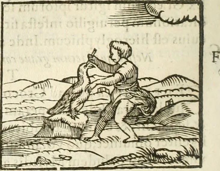 An illustration from Hieroglyphica, seu De sacris Aegyptiorum aliarumque gentium literis commentarii, 1594, leaf 211