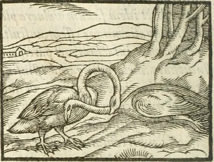 An illustration from Hieroglyphica, seu De sacris Aegyptiorum aliarumque gentium literis commentarii, 1594, leaf 231