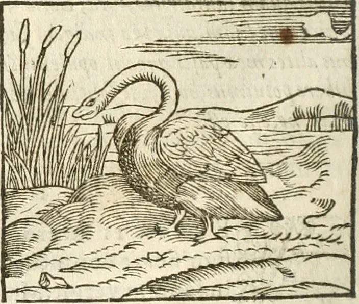 An illustration from Hieroglyphica, seu De sacris Aegyptiorum aliarumque gentium literis commentarii, 1594, leaf 231