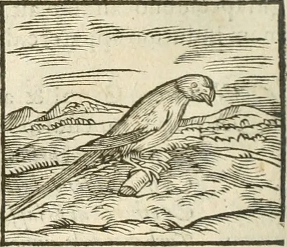An illustration from Hieroglyphica, seu De sacris Aegyptiorum aliarumque gentium literis commentarii, 1594, leaf 233