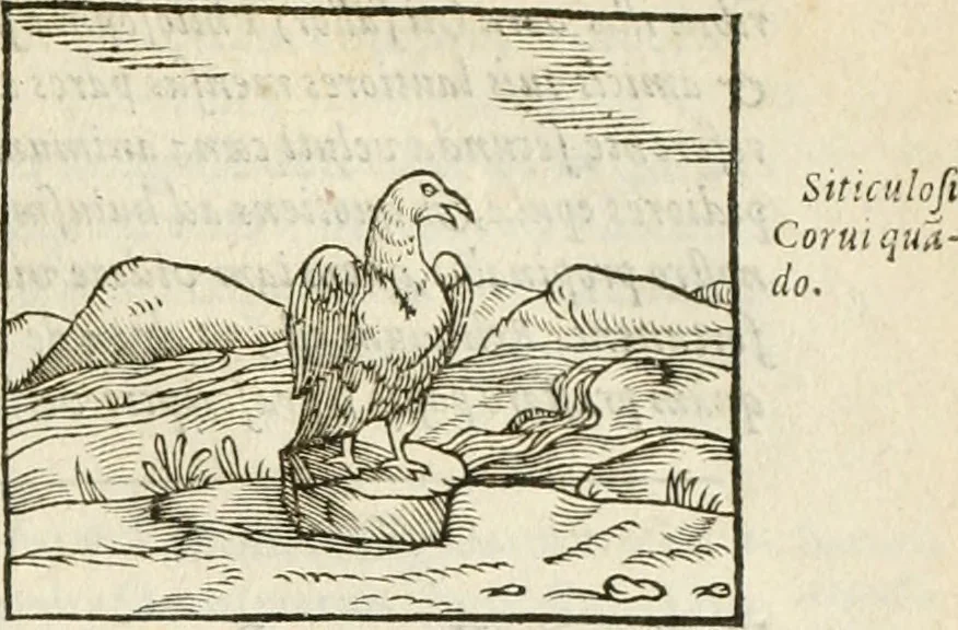 An illustration from Hieroglyphica, seu De sacris Aegyptiorum aliarumque gentium literis commentarii, 1594, leaf 238