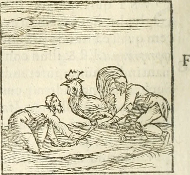An illustration from Hieroglyphica, seu De sacris Aegyptiorum aliarumque gentium literis commentarii, 1594, leaf 243