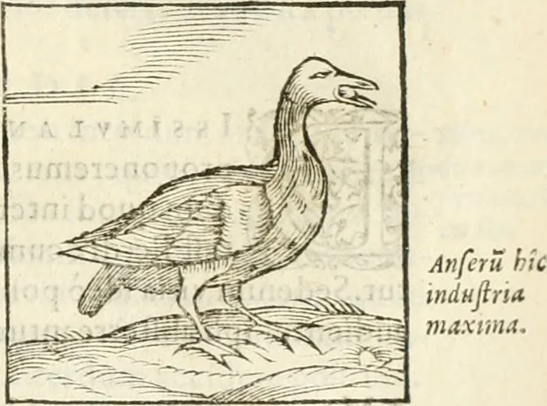An illustration from Hieroglyphica, seu De sacris Aegyptiorum aliarumque gentium literis commentarii, 1594, leaf 244
