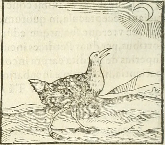 An illustration from Hieroglyphica, seu De sacris Aegyptiorum aliarumque gentium literis commentarii, 1594, leaf 247