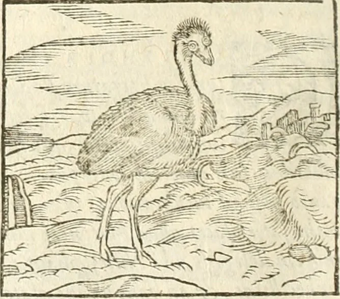 An illustration from Hieroglyphica, seu De sacris Aegyptiorum aliarumque gentium literis commentarii, 1594, leaf 249